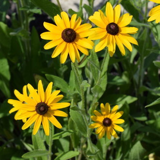 Black-eyed Susan