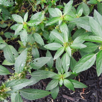 Virginia Threeseed Mercury