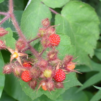 Wineberry