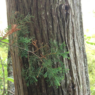 Atlantic White Cedar