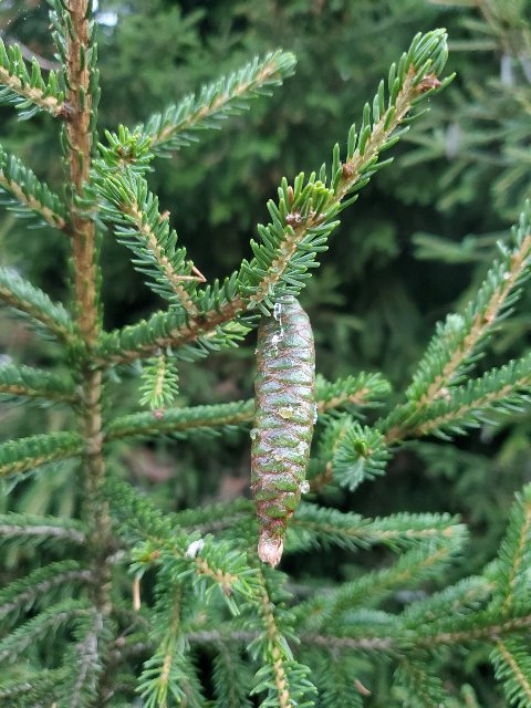 A green, unopened seed cone hanging down from a spruce twig, with the foliage having very short needles.