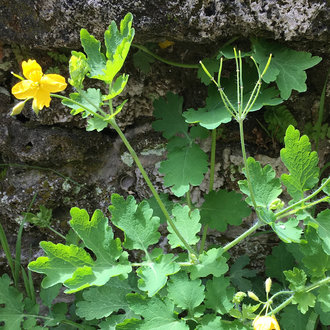 thumbnail of Greater Celandine