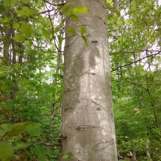 thumbnail of American Beech