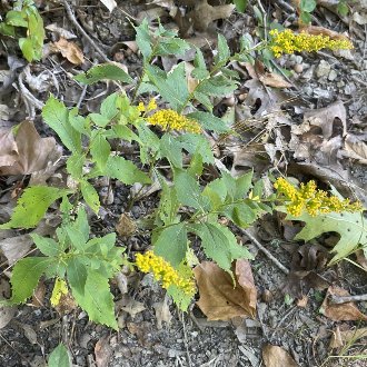 thumbnail of Elmleaf Goldenrod