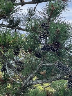 A messy tangle of pine branches, needles, and open cones retained on a live tree with a scrubby growth habit