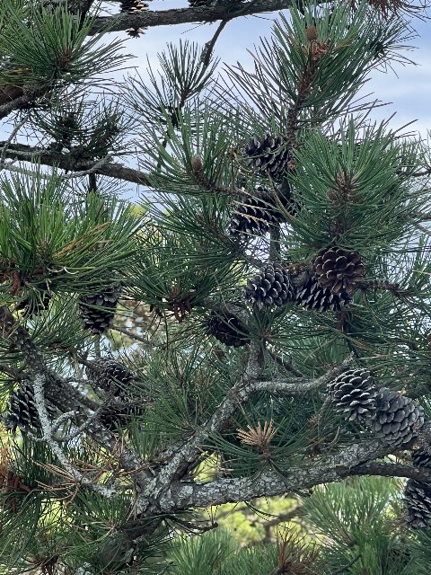 A messy tangle of pine branches, needles, and open cones retained on a live tree with a scrubby growth habit
