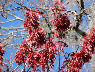 upright branches densely covered in large clusters of deep red samaras, against a background of dormant deciduous trees