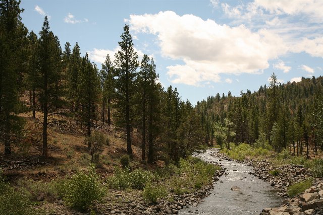 A rocky-bottomed stream in hilly terrain with sparse coniferous forest on slopes on either side