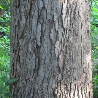 white oak bark