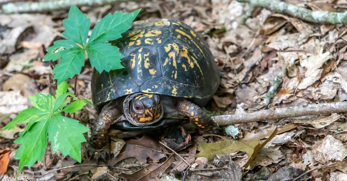 box turtle with a dark brown shell with orange accents, walking over leaf litter