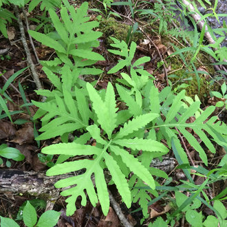 Sensitive Fern