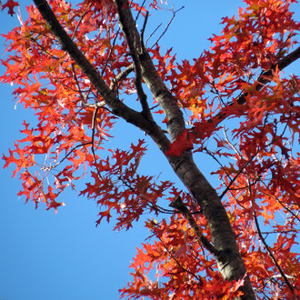 scarlet oak tree growth rate