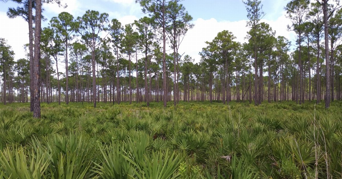 very flat savanna with saw palmetto in the foreground and tall, very straight pines in the distance