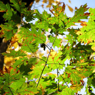 Scarlet Oak (Quercus coccinea) - bplant.org