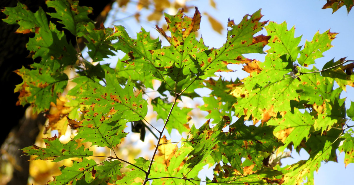 Northern Red Oak Quercus Rubra