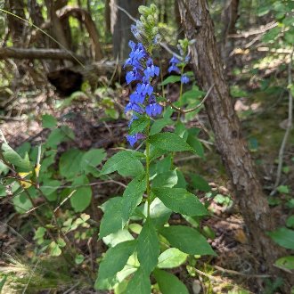 Great Blue Lobelia