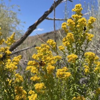 Nevada Goldenrod