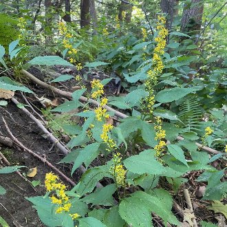 Zigzag Goldenrod