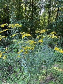 giant goldenrod plants in bloom, growing up out of and above a weedy tangle of vines
