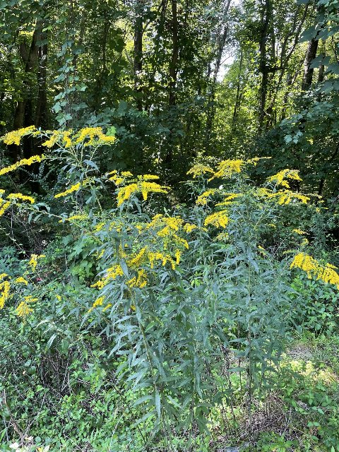 giant goldenrod plants in bloom, growing up out of and above a weedy tangle of vines