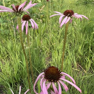 Wavyleaf Purple Coneflower