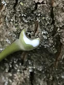 crescent-shaped broken stem from a leaf, exuding a white milky sap, against a closeup of tree bark