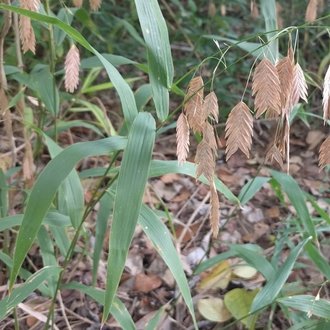 Northern Sea Oats