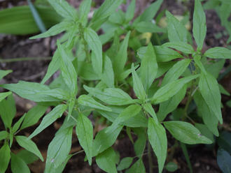 Pennsylvania Pellitory