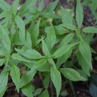 Pennsylvania Pellitory