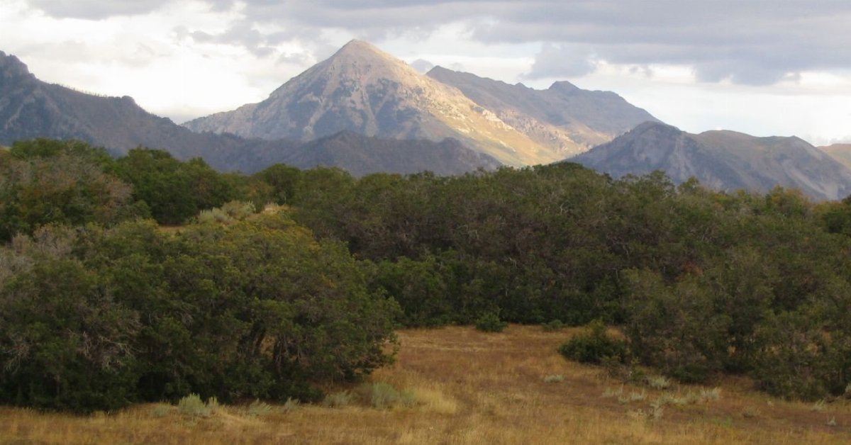 Dry grassland in the foreground, lush green shrubbery behind, and a dramatic, steep mountain behind it