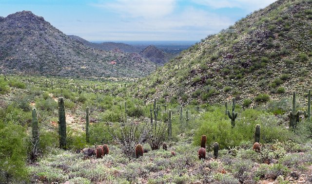 Low grasses and scattered cacti, with rugged hills sparsely covered in low shrubs
