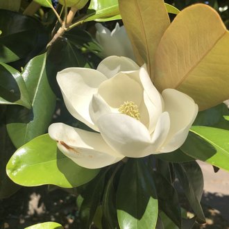 thumbnail of Southern Magnolia