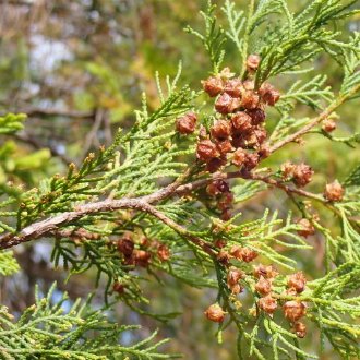 red cedar tree leaf