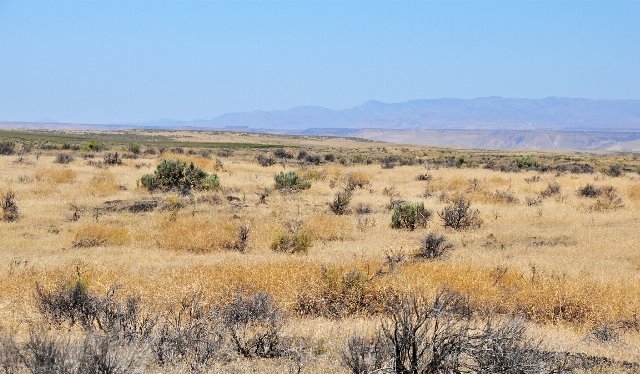 A dry grassland with straw-colored grass with scattered dark green shrubs, some hazy mountains in the background