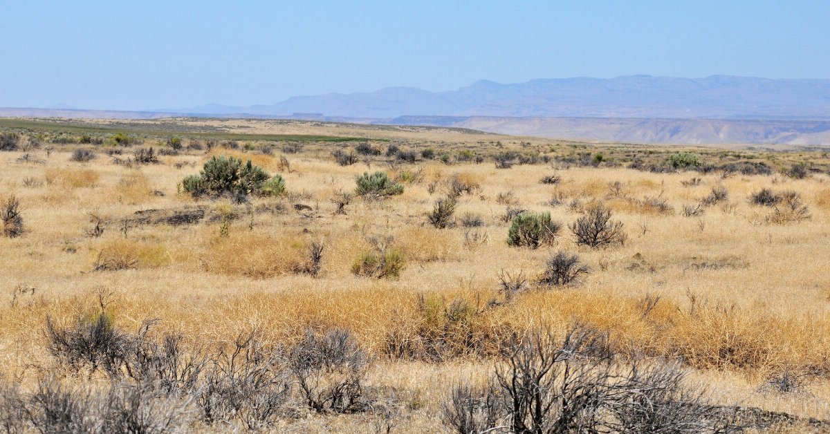 A dry grassland with straw-colored grass with scattered dark green shrubs, some hazy mountains in the background