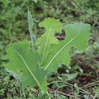 thumbnail of Prickly Lettuce