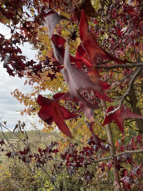 star-shaped leaves on small branches turning red and yellow in fall, a grassland on the left of the pic