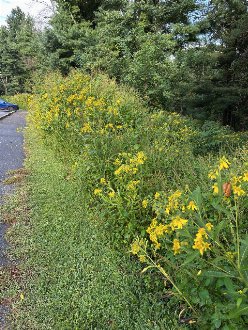 bold yellow flowers on tall plants growing in a ditch next to a parking lot