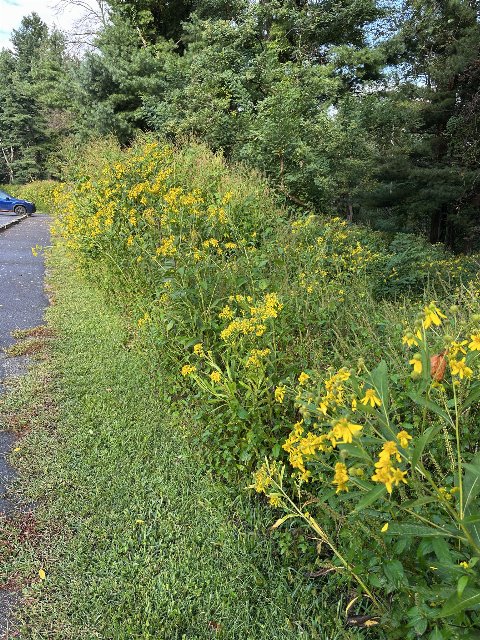 bold yellow flowers on tall plants growing in a ditch next to a parking lot