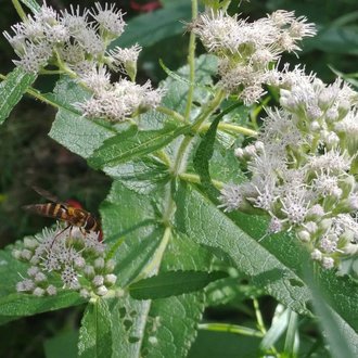 Common Boneset