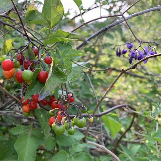 Bittersweet Nightshade