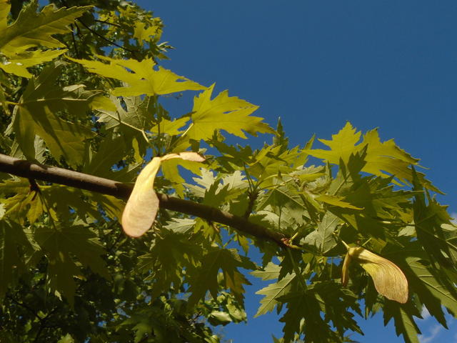 branch with many deeply-lobed leaves, two sets of pale pinkish-yellowish samaras, against dark blue sky