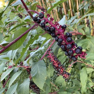 American Pokeweed