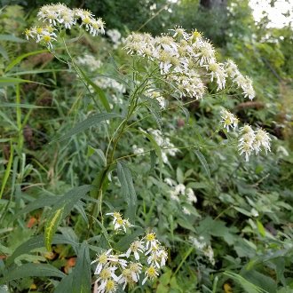 Tall Flat-topped White Aster
