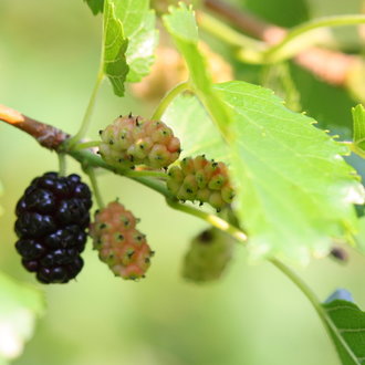 thumbnail of White Mulberry