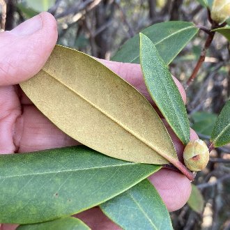 Piedmont Rhododendron