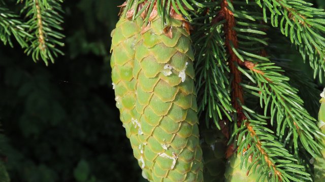 A closed yellow-green seed cone with diamond-shaped overlapping scales, some resin oozing out, spruce foliage in background