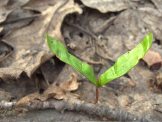 sprout showing two long, bright green cotyledons and a bronze-colored stem, germinating in leaf litter
