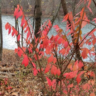 Burning Bush