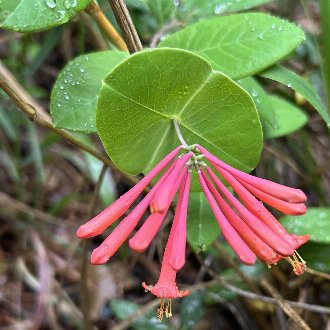 Coral Honeysuckle